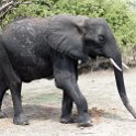 BWA NW Chobe 2016DEC04 NP 088 : 2016, 2016 - African Adventures, Africa, Botswana, Chobe National Park, Date, December, Month, Northwest, Places, Southern, Trips, Year